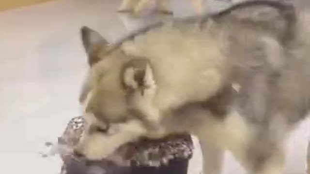 Do you think that you need a training on your dog ? :) , it will be more adorable.