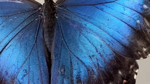 blue-butterfly-in-a-finger