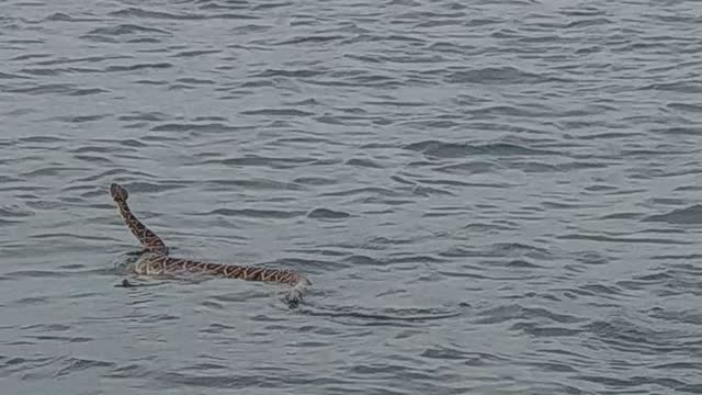 Rattlesnake Swims at the Beach