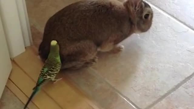 Budgie Loves Rabbit 2