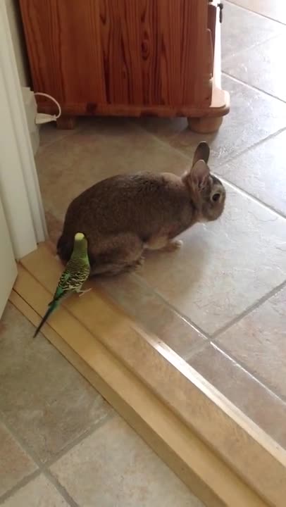 Budgie Loves Rabbit 2