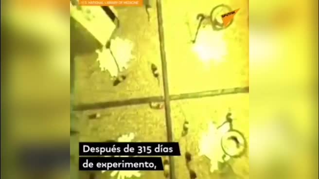 Este es un experimento