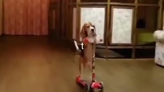 Dog riding cycling running videos funny