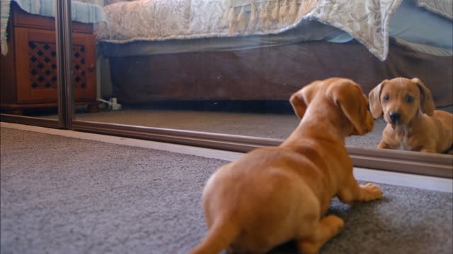 the dog plays with the reflection in the mirror