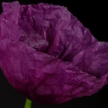 beautiful flowers in bloom