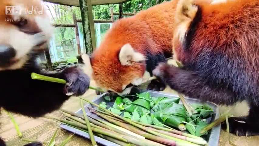 [little panda] the Dragon Boat Festival has arrived