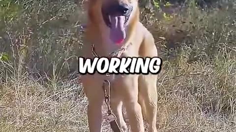 😂😂😂Full video Funny Dog 🤣 🤣