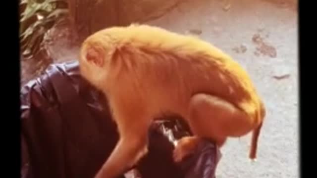 Smart monkey knows how to properly drink from soda can