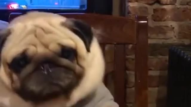 Ultimate Baby Dogs Cute And Funny Videos