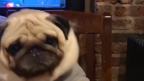 Ultimate Baby Dogs Cute And Funny Videos