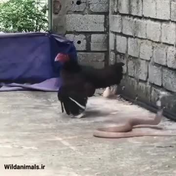 When it comes to their children, mothers are the most fearless creatures on the planet