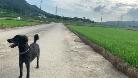 A Dog Standing Next to Rice Field