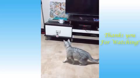 Amazing Pets and funny creature