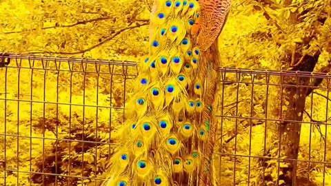 Peacock dancer video Ultra HDR