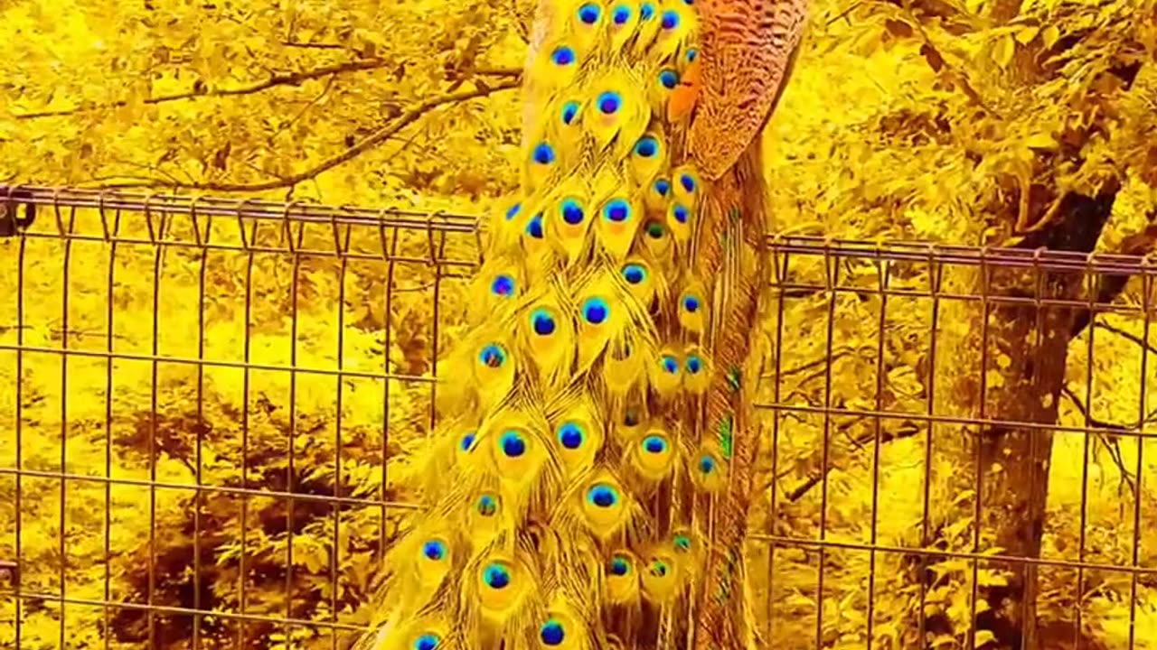 Peacock dancer video Ultra HDR