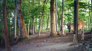 The Woods - 06/28/2021