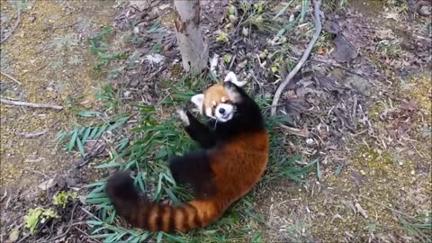 Most Adorable Red Panda - Compilation