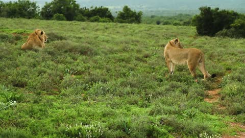 Lion And Lioness