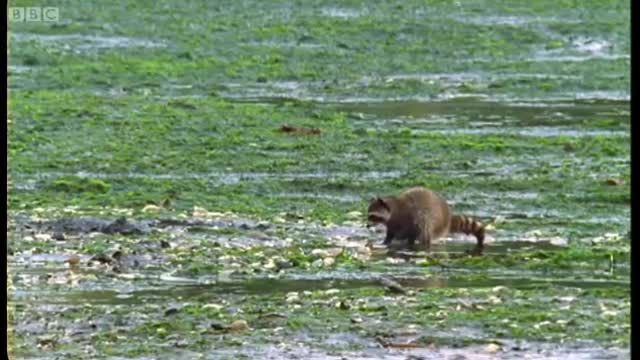 Raccoon vs Rock Crab | Blue Planet | BBC Earth