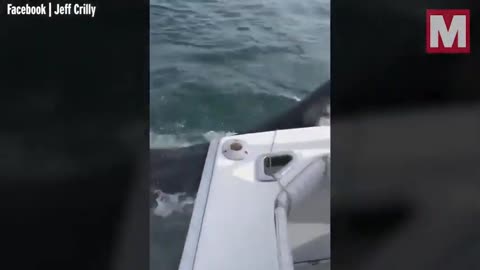 Fisherman close encounter with shark.