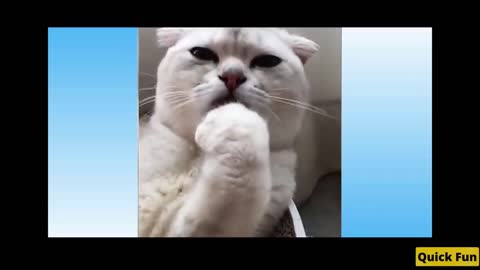 Dogs and Cats Very Funny Videos