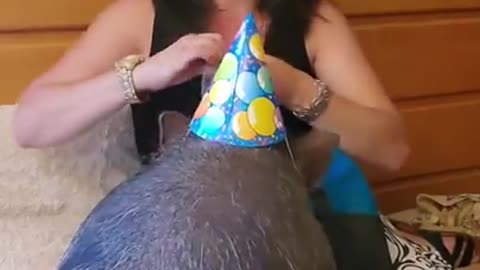 ARK OF GRACE...NOBLE THE PIG TURNS 1!! DOUBLE OINKBOX UNBOXING!