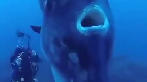 Divers encounter a sunfish, which can weigh over 5,000 pounds