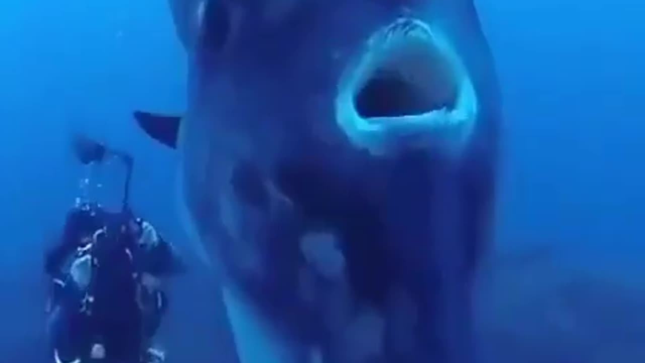Divers encounter a sunfish, which can weigh over 5,000 pounds