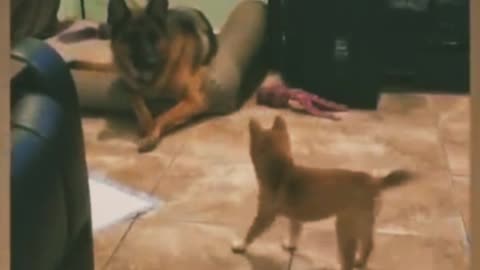 Cute little dog trying to provoke a big german shepherd.