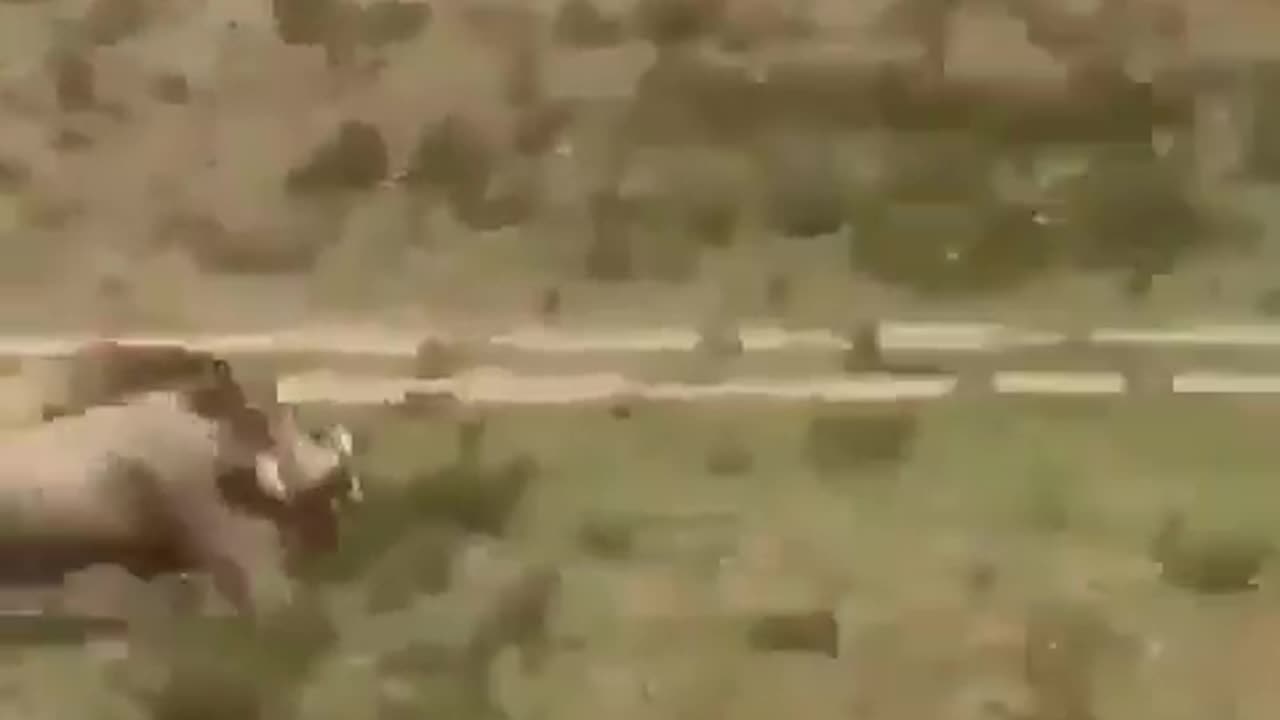 Momma Warthog To The Rescue