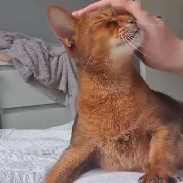 A cat that loves its owner