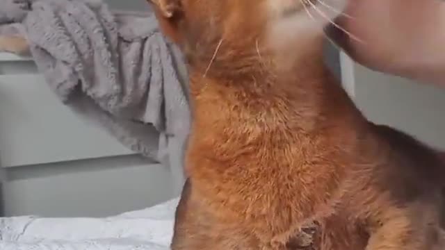 A cat that loves its owner