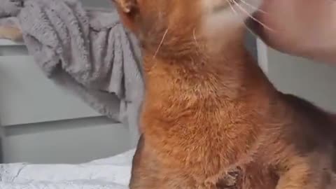 A cat that loves its owner