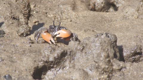 Mud Crab in tidal marine coastal ecosystem environment