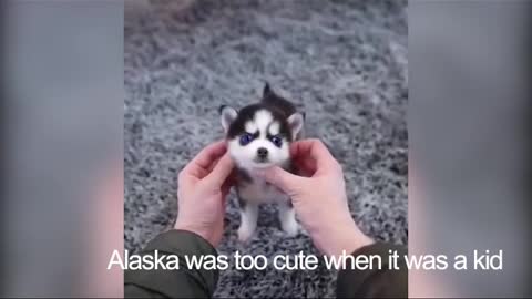 when alaska was a kid（7）