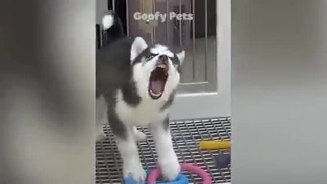 Cute Puppies and kittens compilation