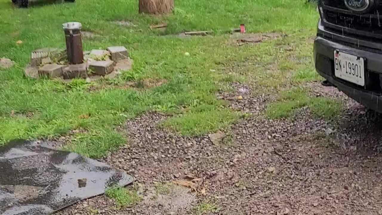 Rain Can't Stop Water-Loving Dog From Taking a Swim