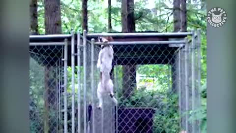 Pet Escape Artists | Funny Pet Video Compilation | The Pet Collective