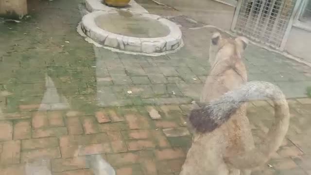 lion likes to play