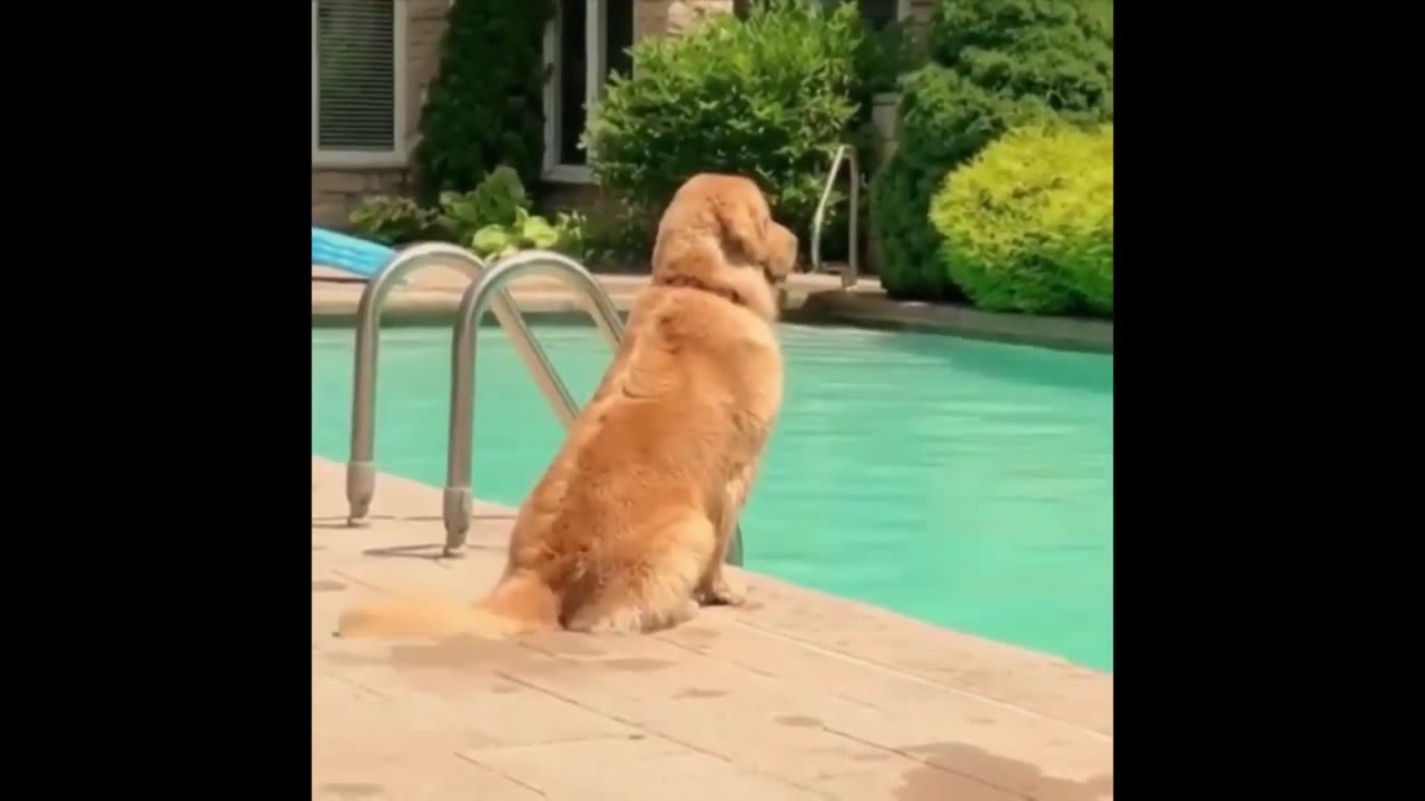 Funny And Cute Dogs �� and Puppies Compilation 2021