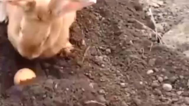 Funny rabbit video's