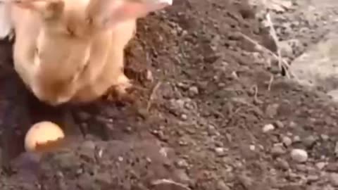 Funny rabbit video's