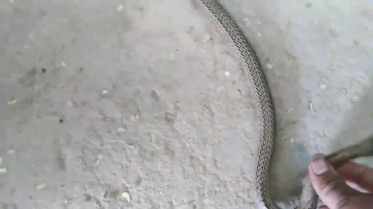 Two A snakes was filmed in the morning on the street.