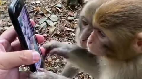 Monkey Showing the Mobile