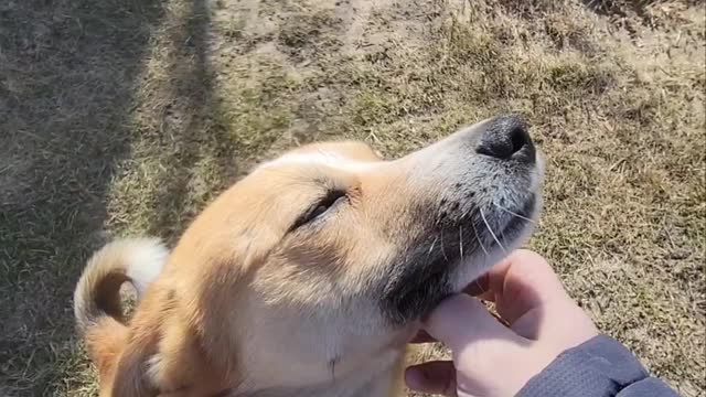 The story of how I took a puppy home from the street.