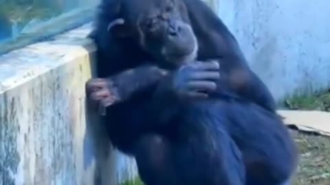 Animal funny comedy video 🤣🤣🤣🤣🤣