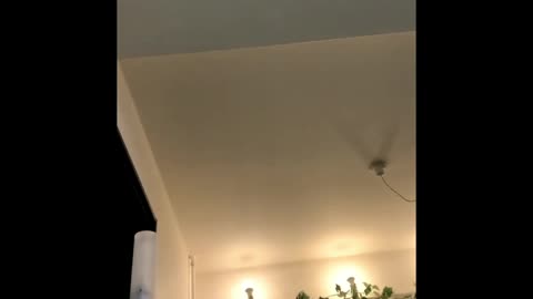 cute parrot on my home