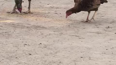 Hen chick's for sale in Pakistan