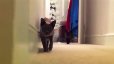cats playing with the owner