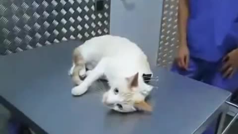 How to deactivate a cat .